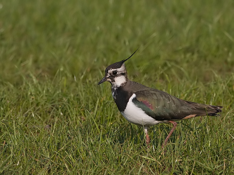 Vanellus vanellus Kievit Northern Lapwing